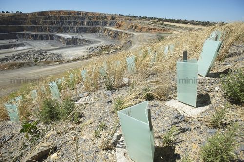Looking over the top of revegetation planting in a quarry.  shot from plant level. - Mining Photo Stock Library