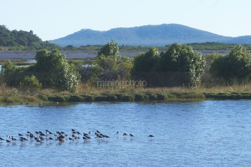 Environment sustainability photo of birds sitting on a dam in a mine site. - Mining Photo Stock Library