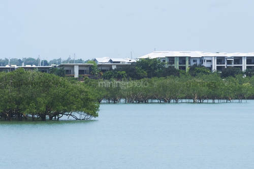 Residential development built amongst mangroves. photo taken from the water at high tide with mangroves in foreground - Mining Photo Stock Library