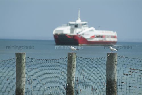 Car and passenger ferry on open ocean with seagulls on post fence in focus in foreground. - Mining Photo Stock Library