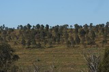 Mining Photo Stock Library - grassy slope of mine revegetation.  clearly depicts the established trees of mine rehab work. ( Weight: 1  New Image: NO)
