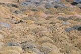 Mining Photo Stock Library - Great photo showing pattern of overburden in stockpiles ( Weight: 1  New Image: NO)