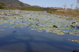 Mining Photo Stock Library - water plants on surface of a dam. mine site in background. ( Weight: 1  New Image: NO)