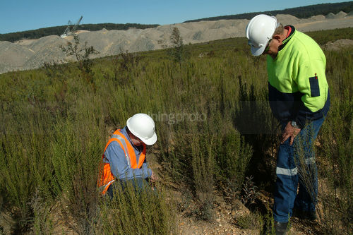 Two mine environmental workers checking on revegetation areas with dragline and open cut coal mine in background. - Mining Photo Stock Library