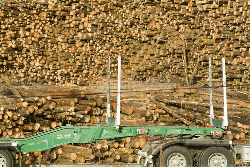 Closeup of stockpiled logs with transport trailer in foreground - Mining Photo Stock Library