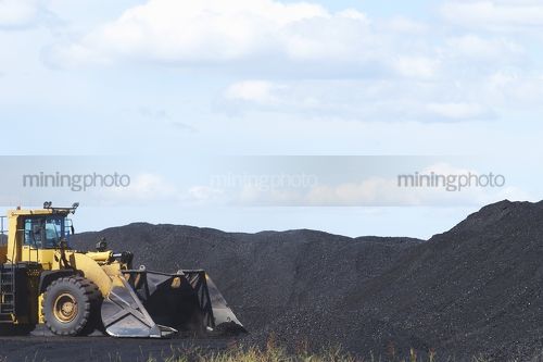 Wheel loader with stockpiles of coal. - Mining Photo Stock Library