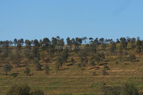 Grassy slope of mine revegetation.  clearly depicts the established trees of mine rehab work. - Mining Photo Stock Library