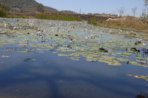 Water plants on surface of a dam. mine site in background. - Mining Photo Stock Library