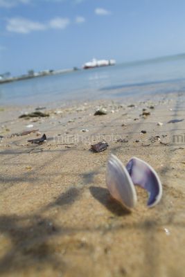 Shells on a beach close up with car ferry loading in background.  shot vertically. - Mining Photo Stock Library
