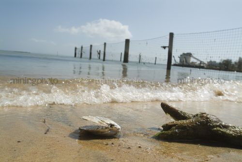 Shell and log on a beach with ocean fencing and pilons in background. - Mining Photo Stock Library