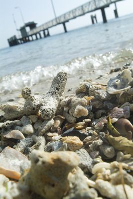 Shells on the beach with jetty and ferry terminal in background.  shot from beach level. - Mining Photo Stock Library