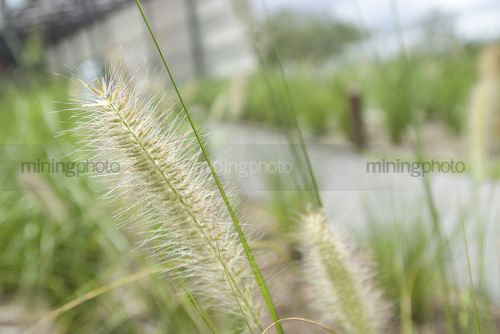 Closeup of typical planting in a property subdivision - Mining Photo Stock Library