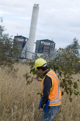 Mine environmental worker checking growth of tree planting in field adjacent to power station. vertical shot. - Mining Photo Stock Library