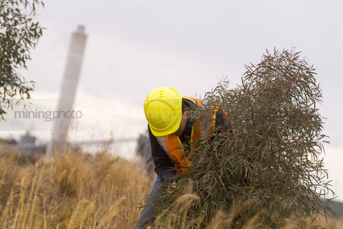 Mine environmental worker checking growth of tree planting in field adjacent to power station. - Mining Photo Stock Library