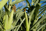 Mining Photo Stock Library - mature corn growing in paddock upclose ( Weight: 2  New Image: NO)