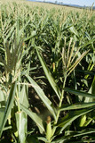 Mining Photo Stock Library - large field of green healthy mature corn growing for feedlot. ( Weight: 2  New Image: NO)