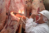 Mining Photo Stock Library - meat grader checking sides of beef at abattoir ( Weight: 1  New Image: NO)