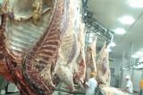 Mining Photo Stock Library - sides of beef hanging in abattoir ( Weight: 3  New Image: NO)
