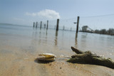 Mining Photo Stock Library - shell and log on a beach with ocean fencing and pilons in background. ( Weight: 3  New Image: NO)