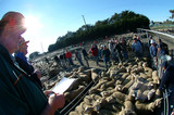 Mining Photo Stock Library - sheep sale auction in rural community.  shot from next to auctioneers head looking out at pens of sheep and bidders.  early morning sun streaming down  ( Weight: 1  New Image: NO)