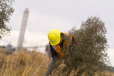 Mining Photo Stock Library - mine environmental worker checking growth of tree planting in field adjacent to power station. ( Weight: 1  New Image: NO)