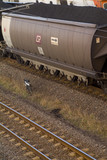 Mining Photo Stock Library - heavy rail carriage loaded with coal ( Weight: 5  New Image: NO)
