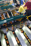 Mining Photo Stock Library - female worker sorting tomatoes on conveyor at processing factory. ( Weight: 1  New Image: NO)