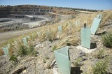 Mining Photo Stock Library - looking over the top of revegetation planting in a quarry.  shot from plant level. ( Weight: 1  New Image: NO)